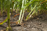 Corn research plots infested with corn rootworm at the University of Minnesota's Rosemount Research and Outreach Center.