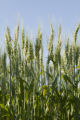 Norden' wheat