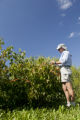 Lois Braun, hazel shrub breeding, reproduction and nut production.