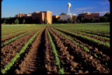 Soybean research plots, U of Minnesota, St. Paul Campus. Minnesota Agricultural Experiment Station research project, "Soybean breeding and genetics." Principal investigator, James Harold Orf