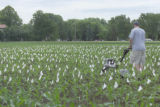 Corn plots, St. Paul Campus, University of Minnesota.