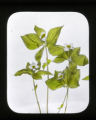 Cornus canadensis