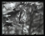 Red bat