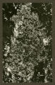 Heterothecium