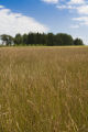 Production field of perennial ryegrass seed, near Roseau, Minnesota at the Magnuson Research Farm.