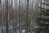 Single balsam fir tree in aspen forest near Lake Superior.