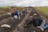 Potato breeding, harvest. University of Minnesota potato breeding plots at the Williston Research Extension Center in North Dakota.