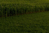 Corn field in Carver County, Minnesota, near Cologne, on U.S. Hwy. 212.