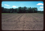 Mickelson Farm old field