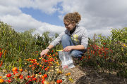 Evaluating pepper varieties for use in food safety and nutrition.