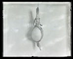 Ruddy Duck, neck sac, inflated