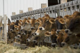 Skiba family Jersey dairy farm, "Diamonds Farm" in Isanti County, between Cambridge and North Branch.