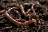 Earth worms. Earth worms.