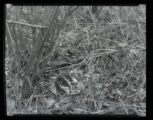 Woodcock on nest