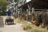 Skiba family Jersey dairy farm, "Diamonds Farm" in Isanti County, between Cambridge and North Branch.