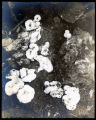 Clitopilus abortivus
