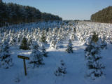Balsam fir covered with snow at Christmas tree farm, Anoka County, Minnesota.