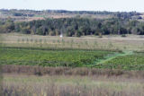 Milroy Vineyard near Redwood Falls, Minnesota.