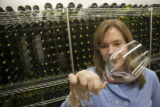 Katie Cook, Enology Project Leader doing sensory evaluation of Minnesota wines at the Horticultural Research Center.