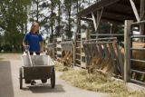 Skiba family Jersey dairy farm, "Diamonds Farm" in Isanti County, between Cambridge and North Branch.