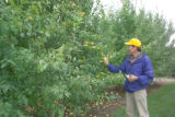 Apple breeding at the University of Minnesota.