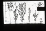 Dogbane
