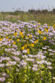 Alternative crops and plants in Midwest cropping systems.