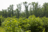 Tony D'Amato (light shirt), University of Minnesota forest ecologist, and Brian Palik , USFS forest ecology researcher (dark shirt) in black ash stand in the Chippewa National Forest.