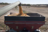 Combine harvesting corn at the University of Minnesota, Rosemount Research and Outreach Center.
