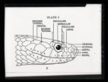 Scalation of snakes, diagram from book