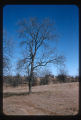 Shagbark hickory
