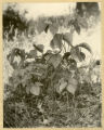 Rhus radicans (Toxicodendron radicans)