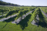 Milroy Vineyard near Redwood Falls, Minnesota.