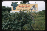 Beverages, Non-alcoholic grape juice