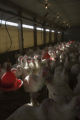 Turkey research, flock at Rosemount Research and Outreach Center, University of Minnesota.
