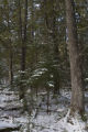 Old white cedar trees and balsam fir understory near the North Shore of Lake Superior.