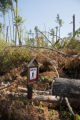 Blow down of old red and white pines on the Chippewa National Forest, Minnesota, in July, 2012.