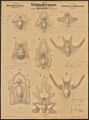 (Typus) Echinodermata, Entwickelungsgeschichte (Ordung) Asteroidea, Bipinnaria, (Ordnung) Holothurioidea, Auricularia (Ordnung) Echinoidea u. Ophiuroidea, Pluteus