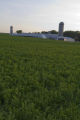 Dairy farm alfalfa field, July, Stearns County, Minnesota.