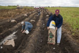 Potato breeding, harvest. University of Minnesota potato breeding plots at the Williston Research Extension Center in North Dakota.