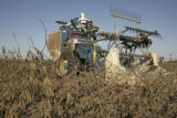 Soybean plots of University of Minnesota soybean researcher Seth Naeve for soybean production research.