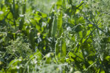 Sweet, green pea research by Vince Fritz, Department of Horticultural Science.