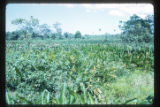 Marshes adjacent to the La Venta archaeological zone in Northwest Tabasco state, Mexico. Note Cyperus giganteus similar to Cyperus Papyrus