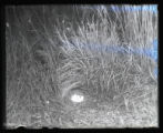 Quails nest and eggs