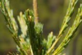 Beginning of a white pine cone. White pine nursery at the University of MInnesota, Cloquet Forestry Center.