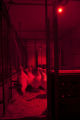 Balance of blue and red lighting to induce broodiness, turkey egg laying, in University of MInnesota research at the Rosemount Research and Outreach Center.
