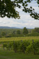 Lincoln Peak Vineyard and Winery, New Haven, Vermont.