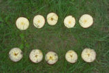 Apple breeding at the University of Minnesota.