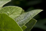 Morning dew on soybean leaves at the University of Minnesota's Southern Research and Outreach Center, Waseca, Minnesota.