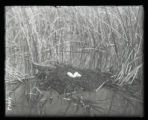 Holboells Grebe nest and eggs, uncovered